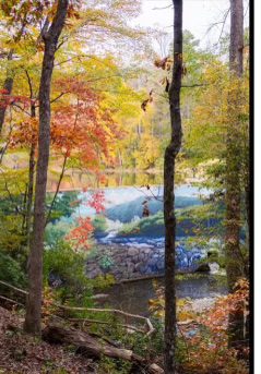 Eva Crawford's mural on the Forest Bathing Trail at Grassy Creek Vineyard