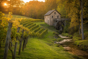 Elkin Creek Vineyard: Award-Winning Wines, Stunning Weddings & Your Transportation Guide