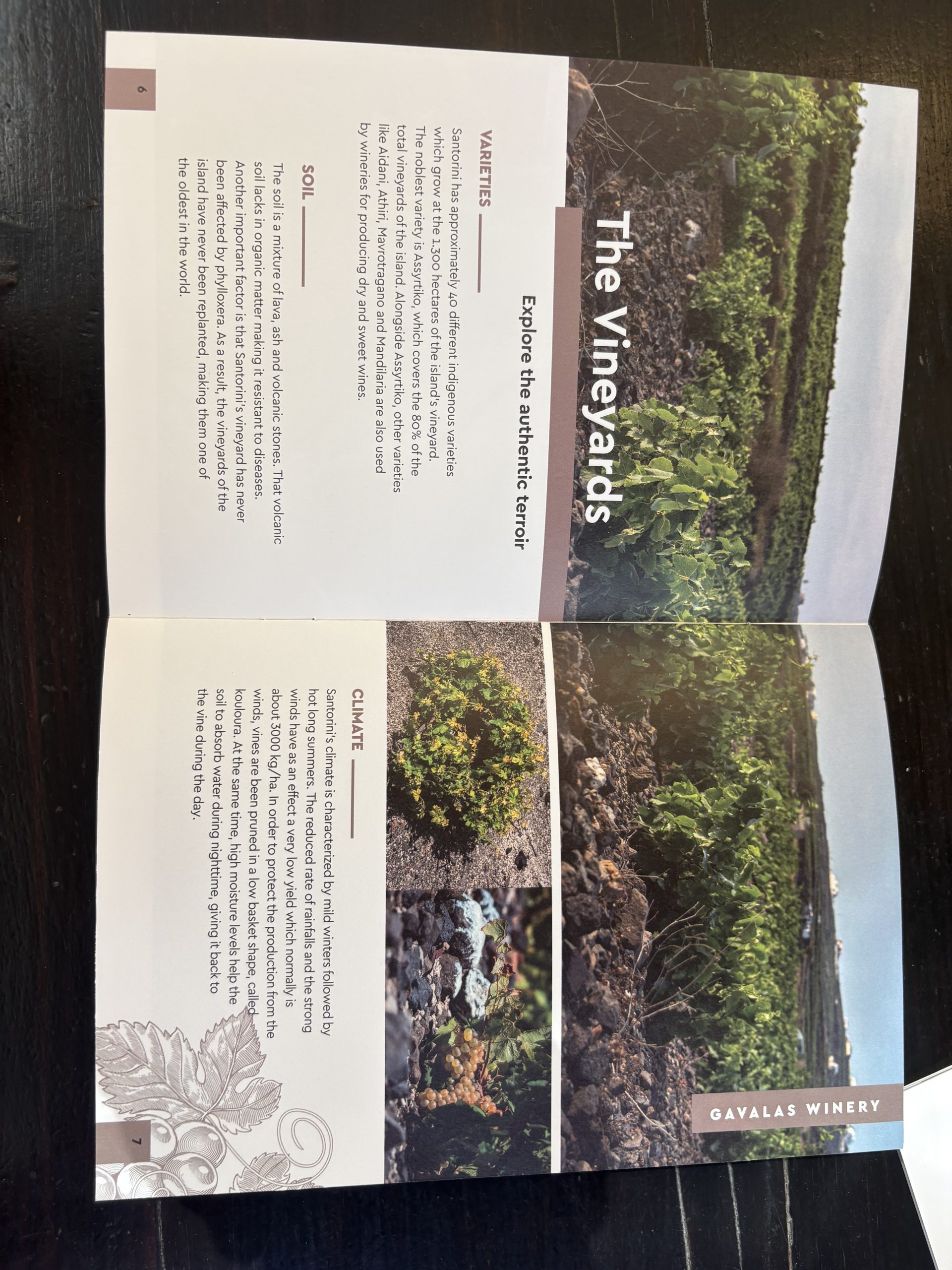 Gavalas Winery guide showing Santorini's volcanic soil, kouloura basket vines, and indigenous grape varieties
